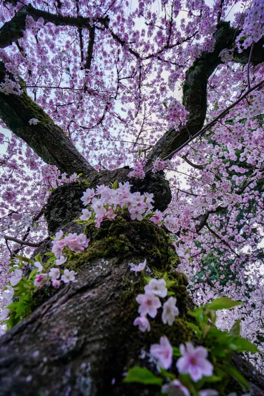 Best Cherry Blossom Locations in Seattle and Beyond Wandering Backpack