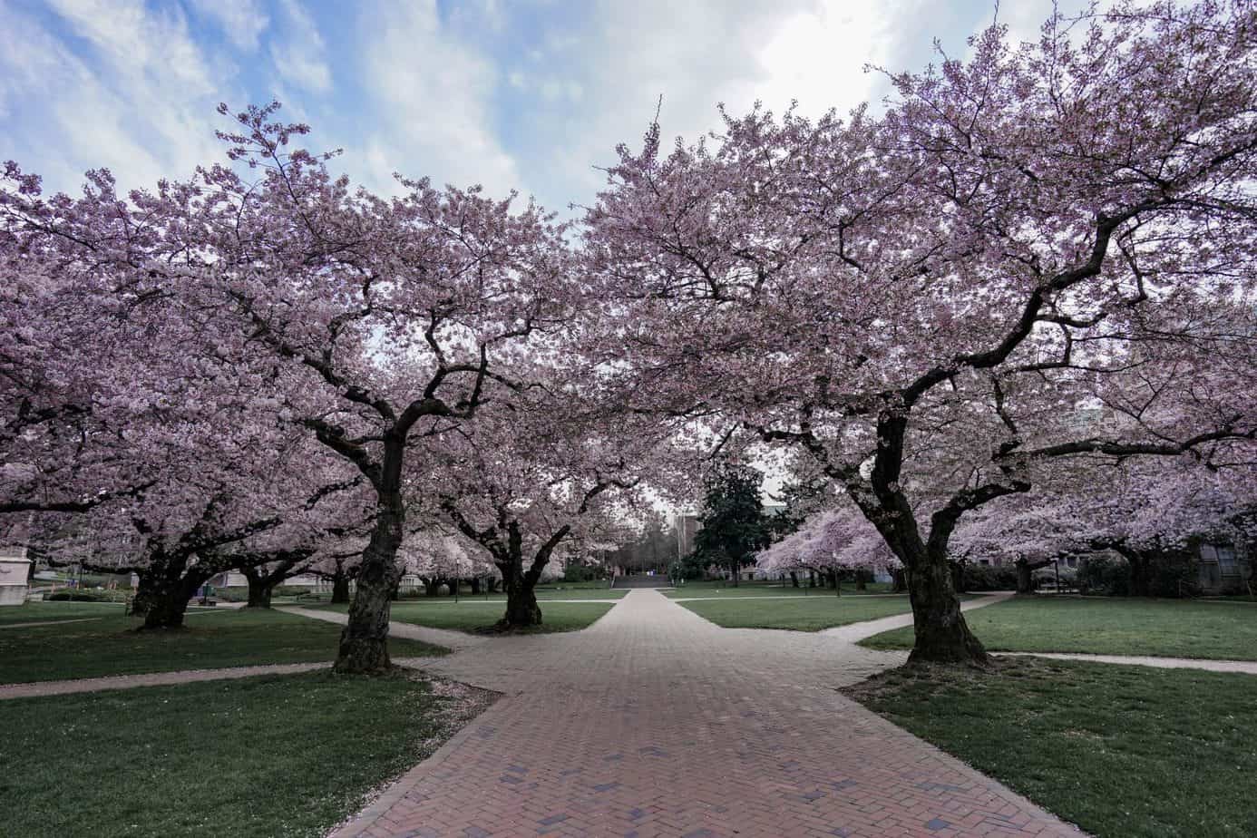 Best Cherry Blossom Locations in Seattle and Beyond Wandering Backpack