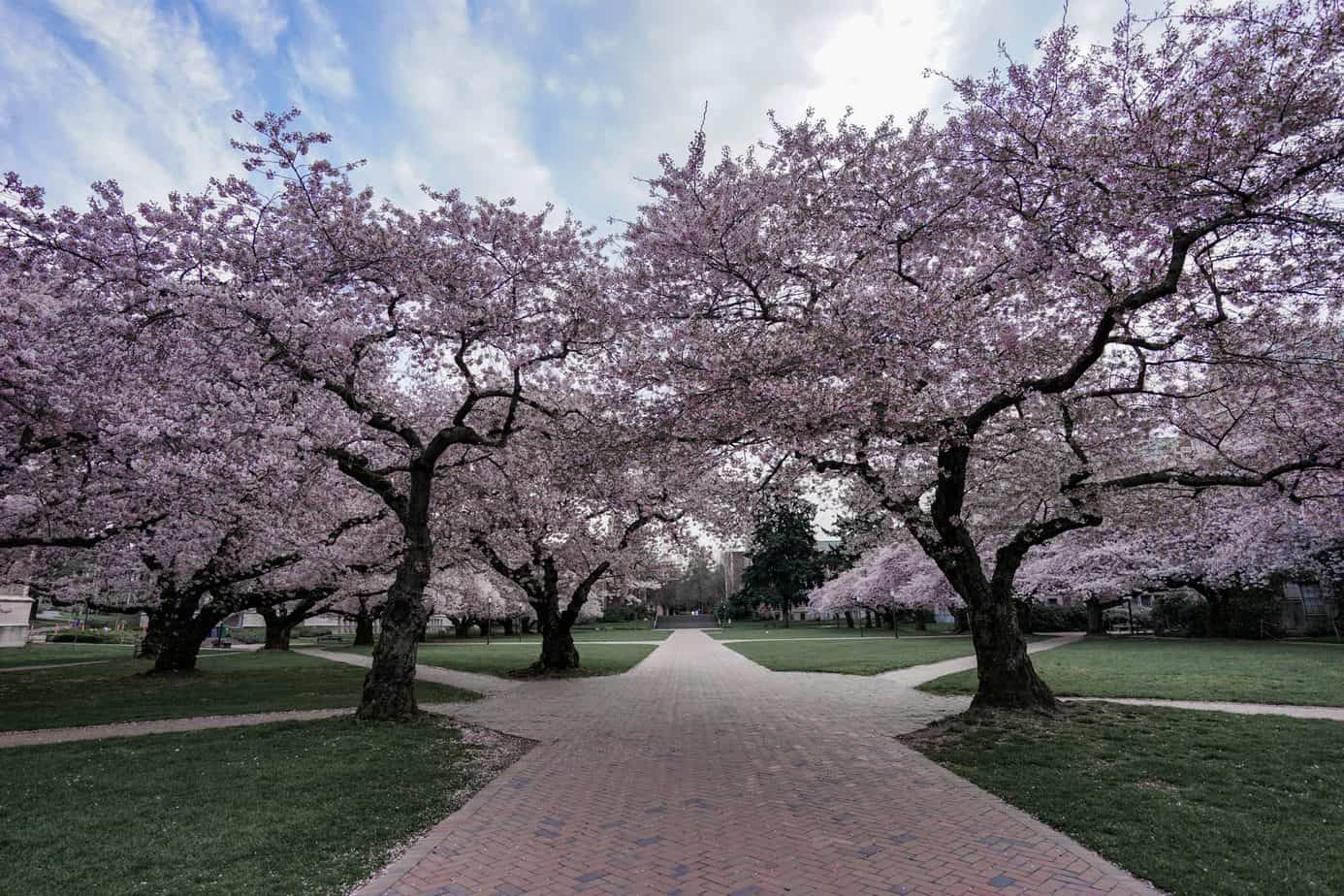 Best Cherry Blossom Locations in Seattle and Beyond Wandering Backpack