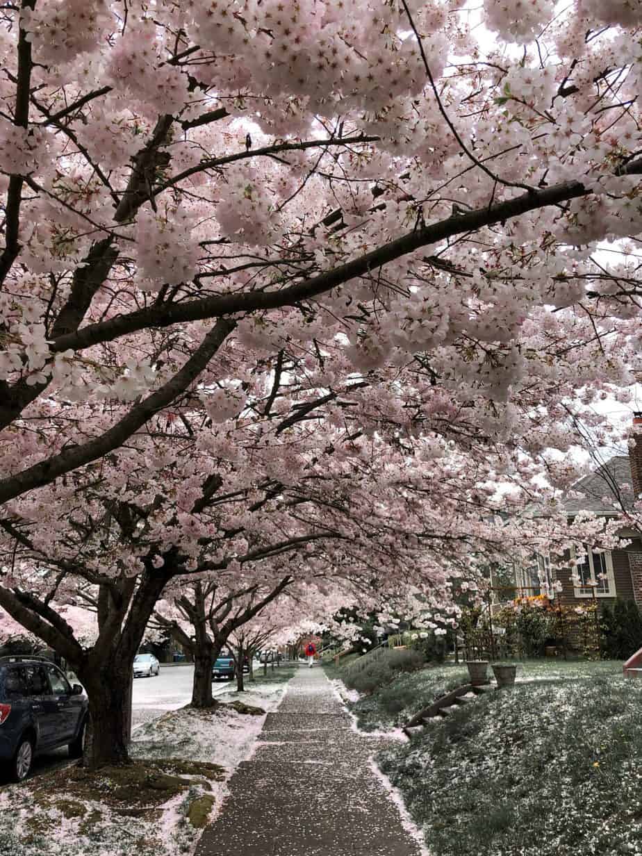Best Cherry Blossom Locations in Seattle and Beyond Wandering Backpack