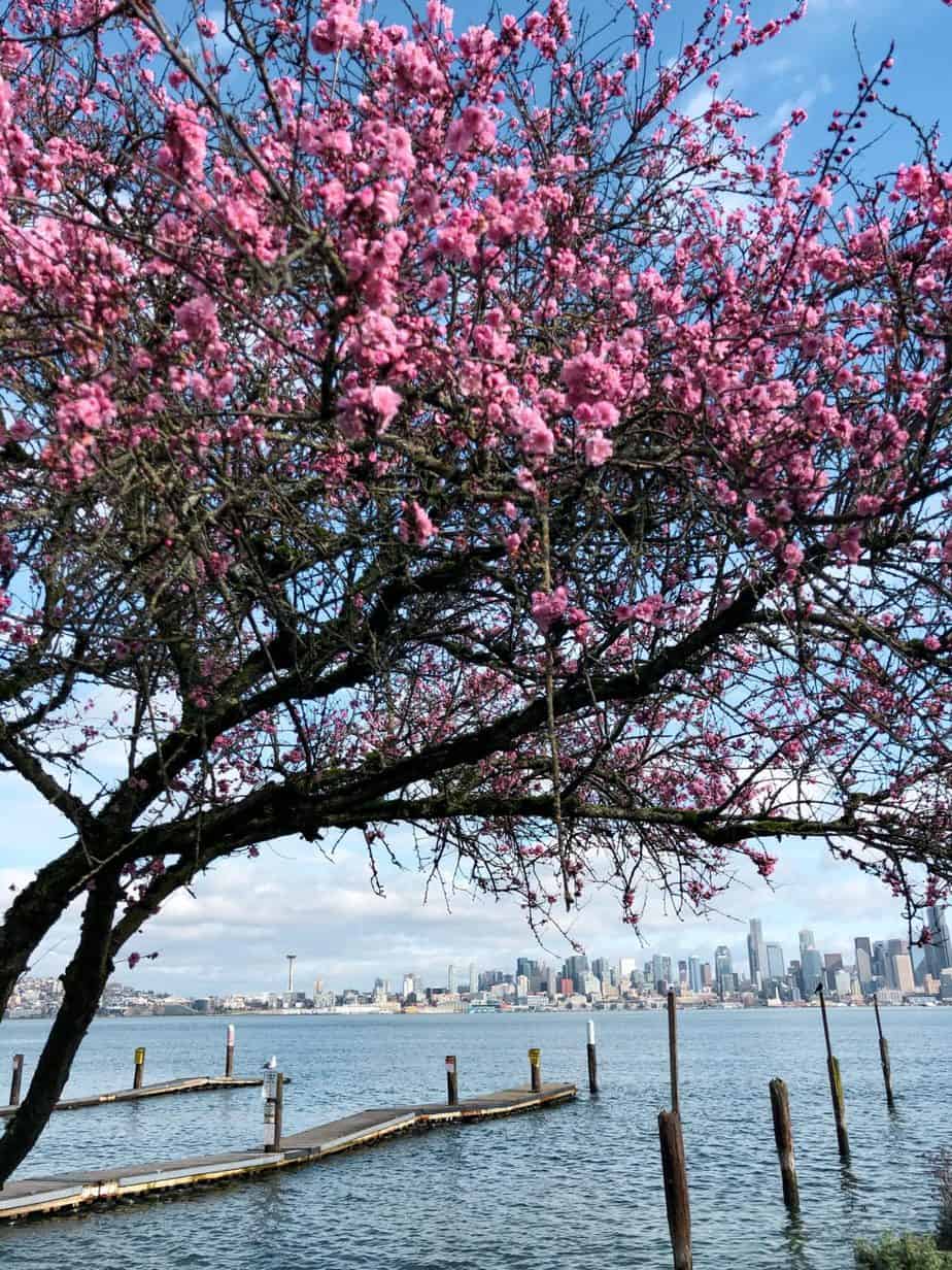 Best Cherry Blossom Locations in Seattle and Beyond Wandering Backpack