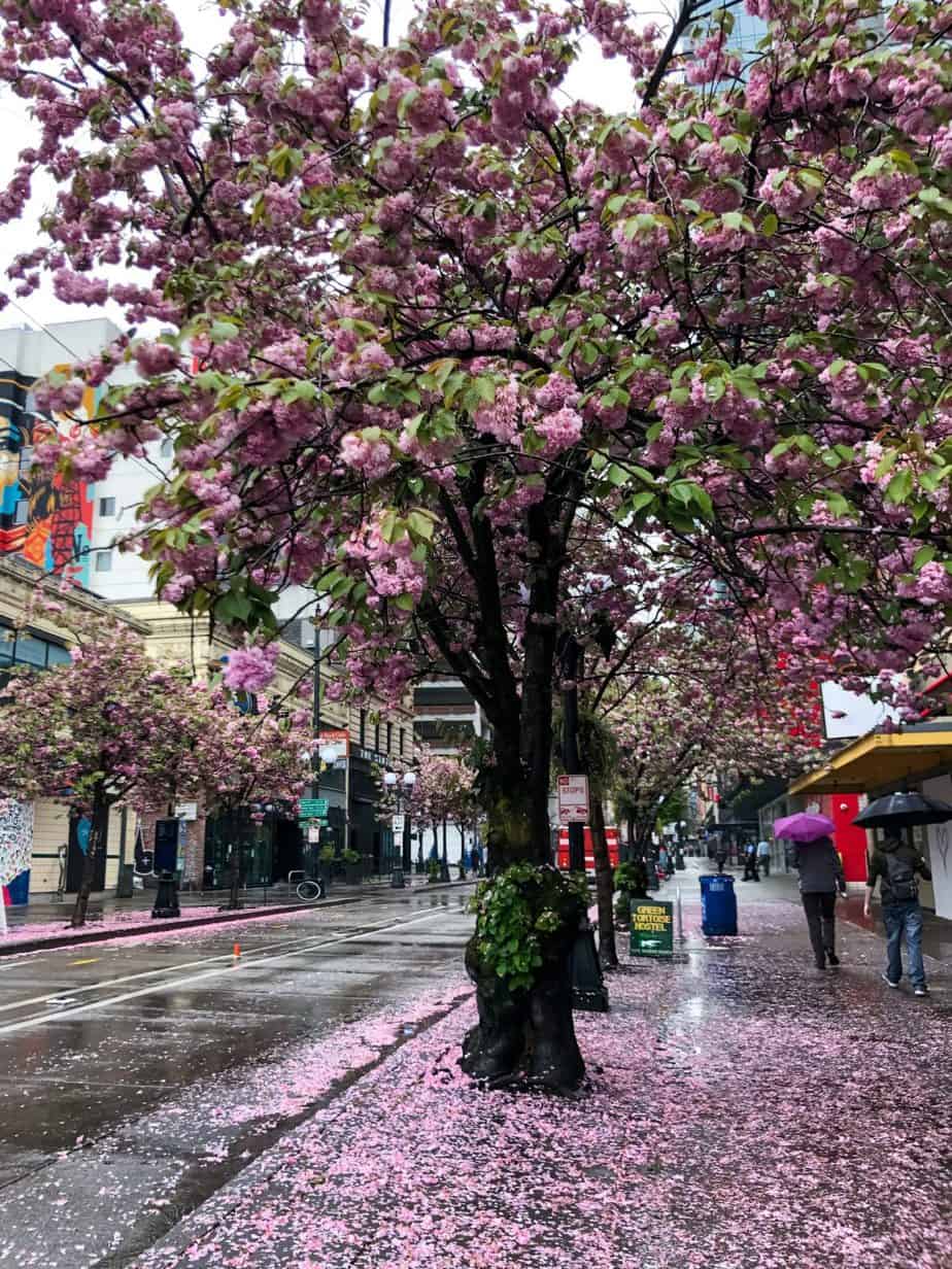 Best Cherry Blossom Locations in Seattle and Beyond Wandering Backpack