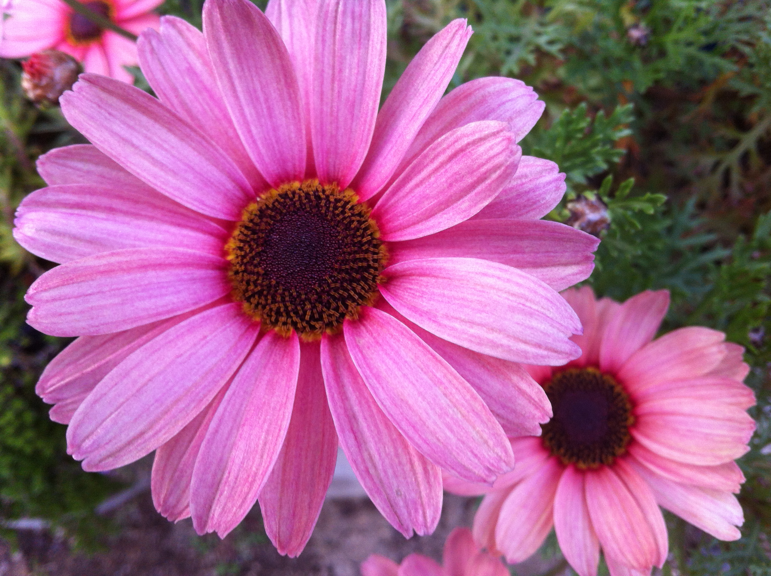 Photos of Nature Photos Of New Flowers