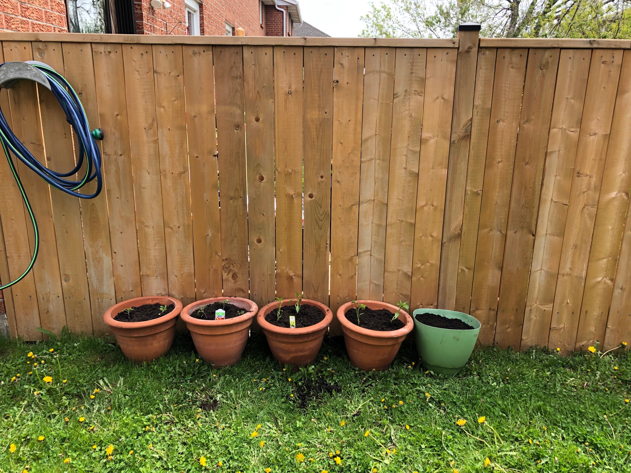 Garden wishes Wandering Cat Studio