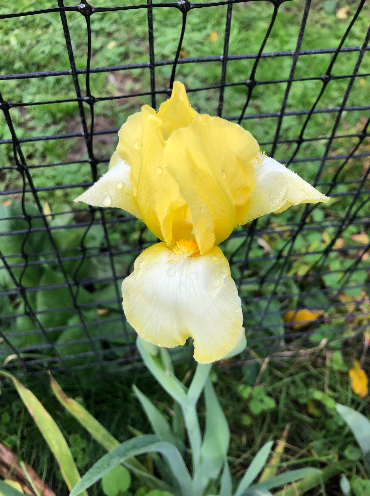 Fall iris Wandering Cat Studio