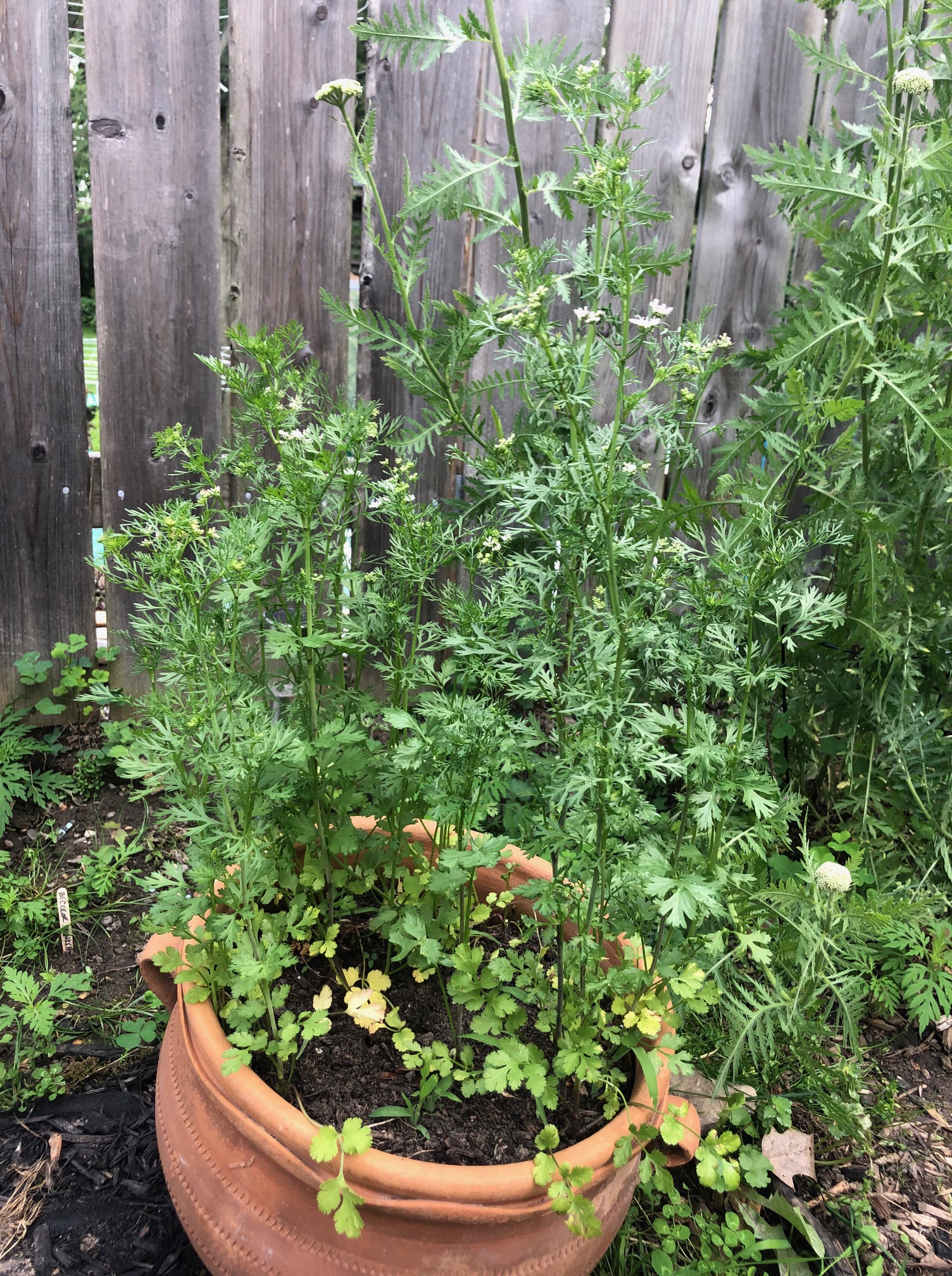 Edibles Wandering Cat Studio