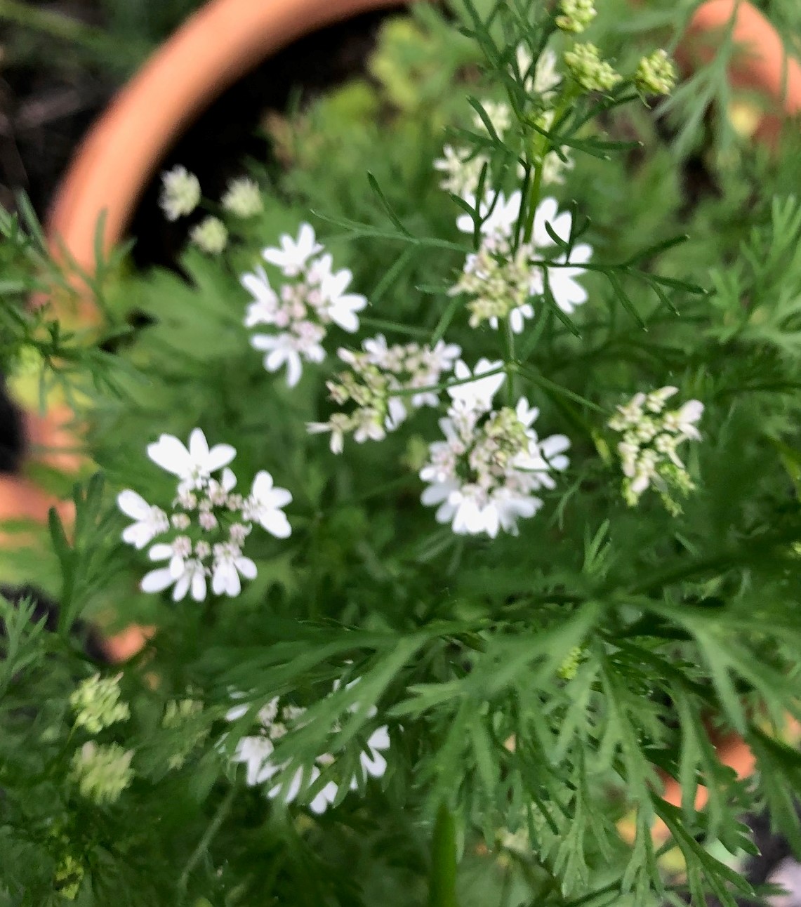 Edibles Wandering Cat Studio