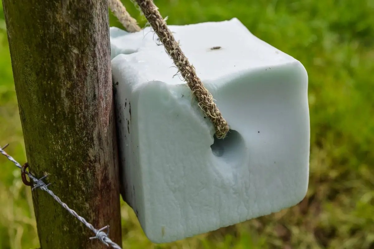 Do Salt Licks Attract Coyotes? My Honest Opinion