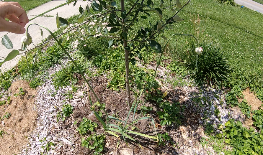 20 Easy Plants for a Fruit Tree Guild