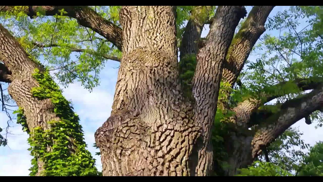 Ash – Who are you? – Wandering the woods