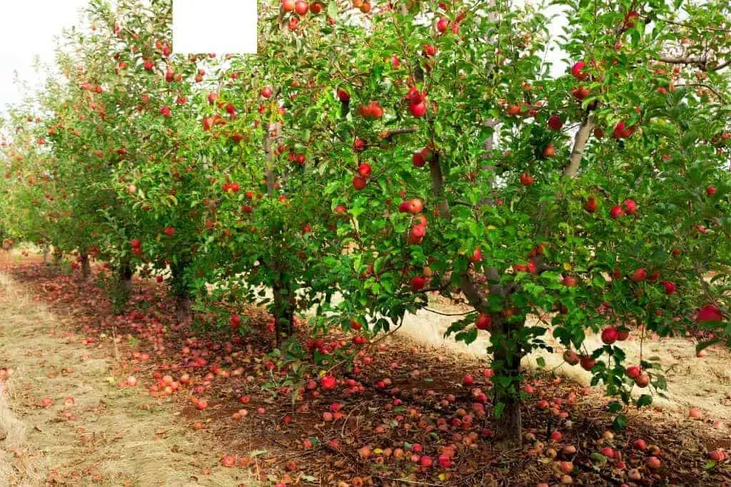 Apple Picking In Maine? Here Are 45 Great Places To Go! [2023]