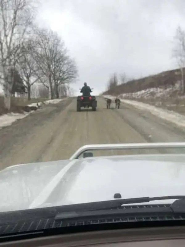 5 Great Places To Go Dog Sledding In Maine