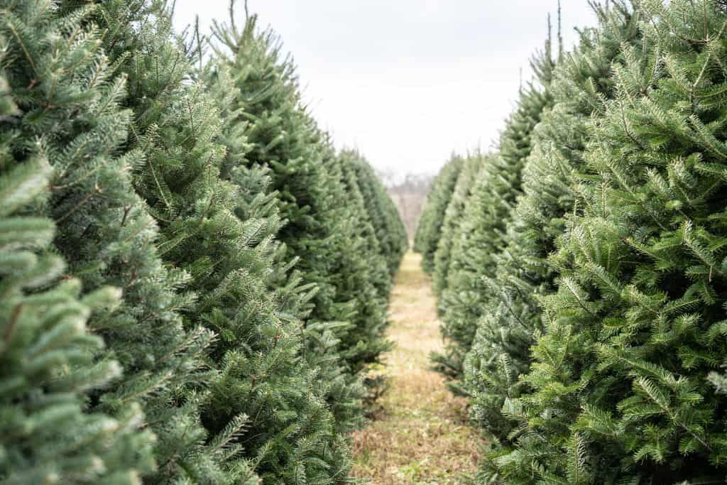 Maine Christmas Tree Farms Ultimate CutYourOwn Guide [2023]