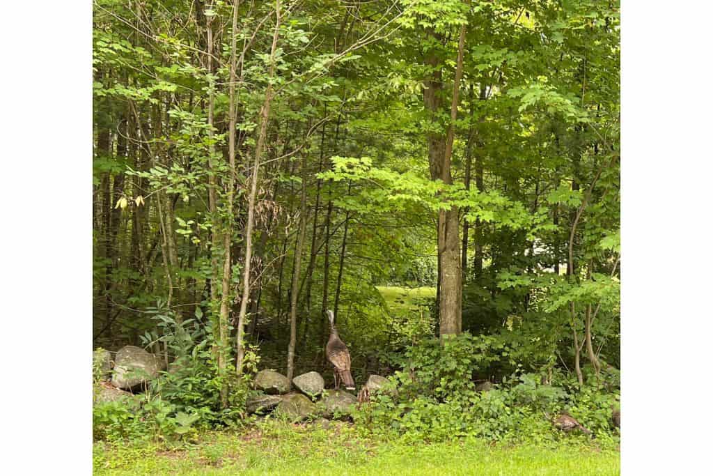 17 Fun Things To Do In Lincoln Maine All Year Long!