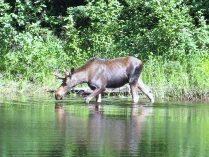 What Is The State Animal of Maine & Why Was It Chosen?
