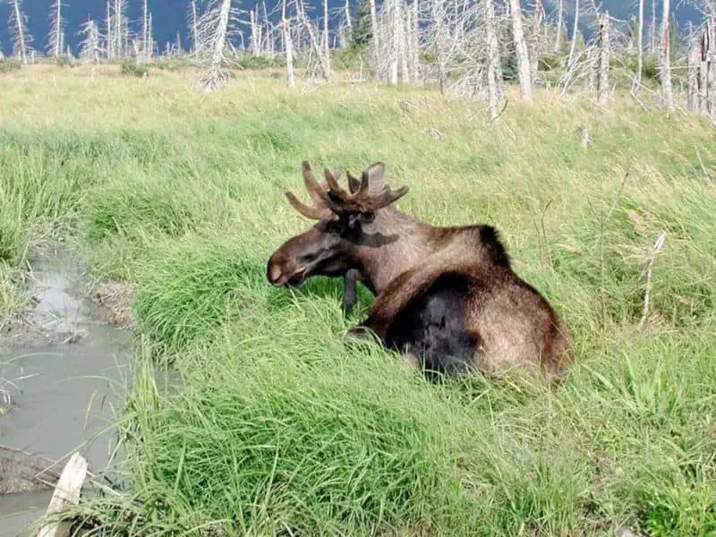 What Is The State Animal of Maine & Why Was It Chosen?