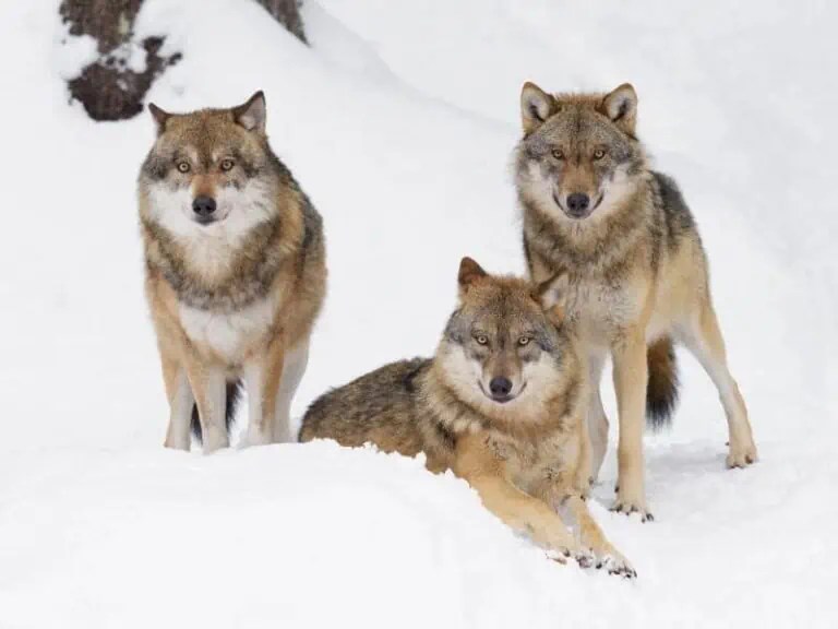 Are There Wolves In Maine? It Depends On Who You Ask!