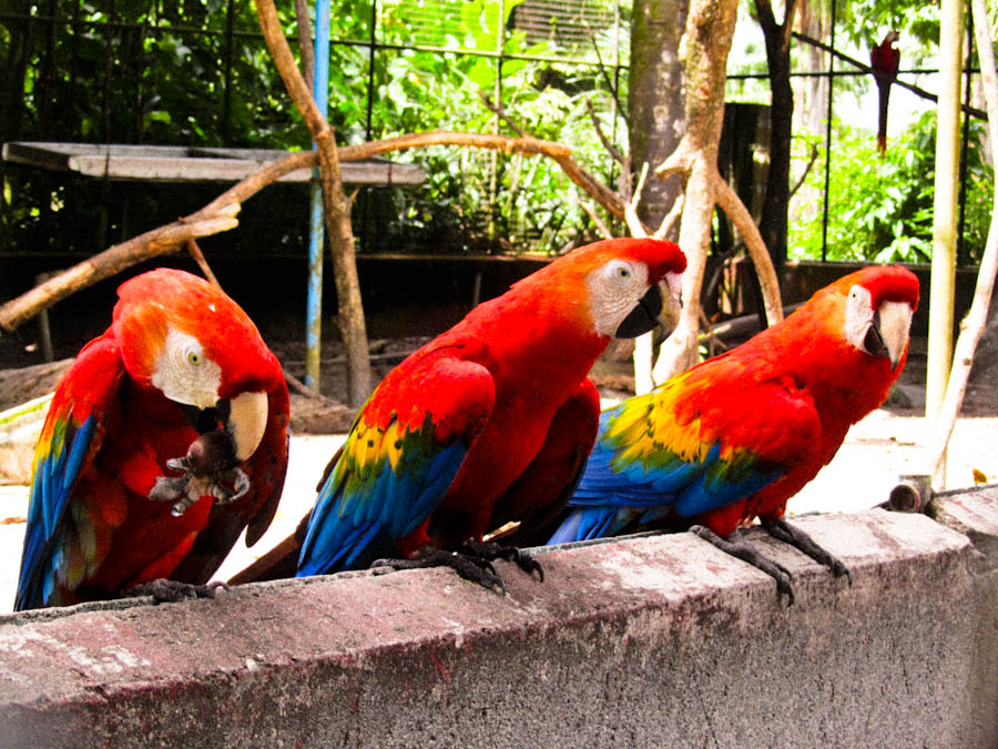 MACAW PARROTS FROM THE AMAZONGUYANA