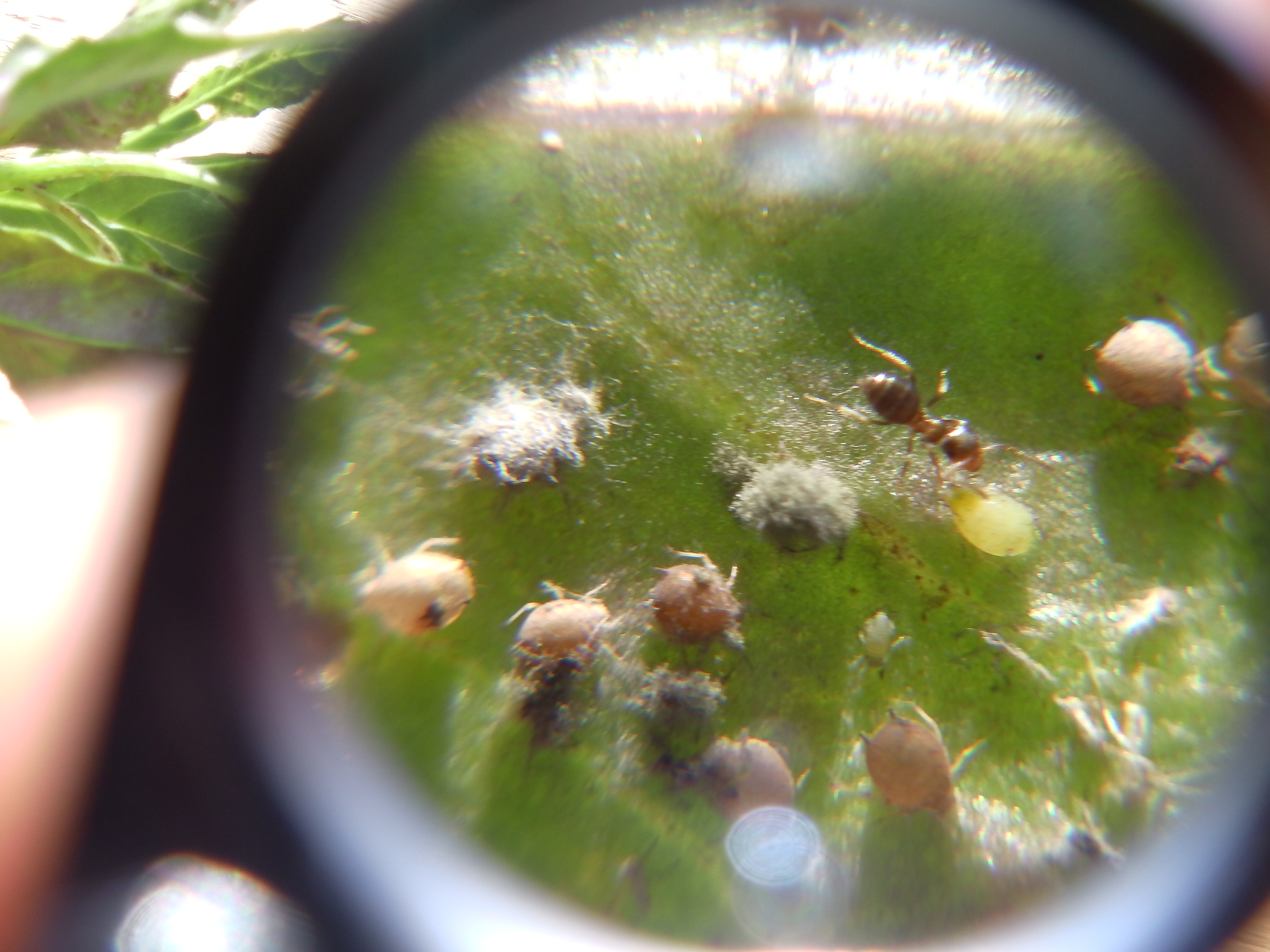 Beneficial insects IPM WanderingUpward