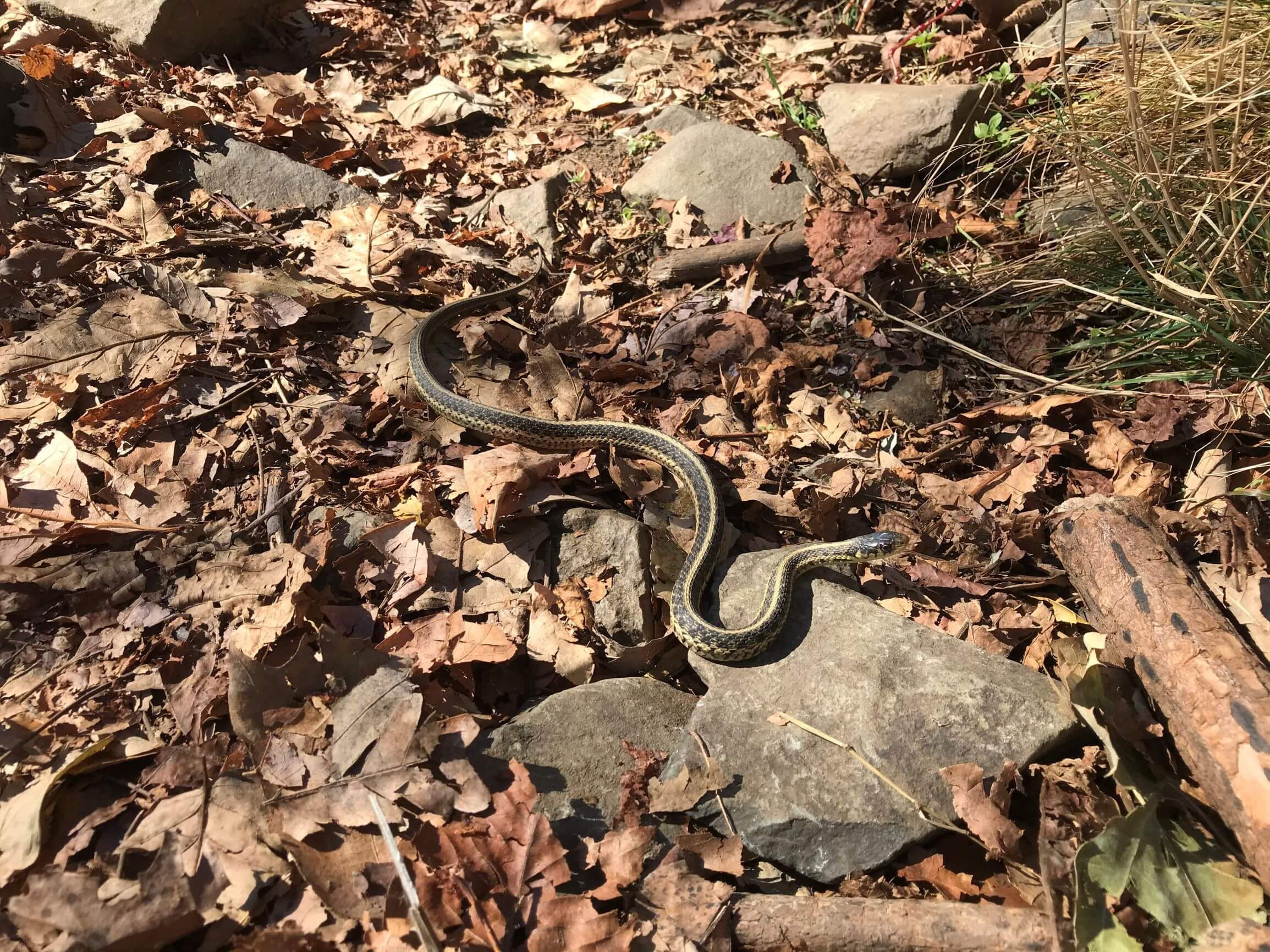 Ultimate guide to visiting Shenandoah National Park