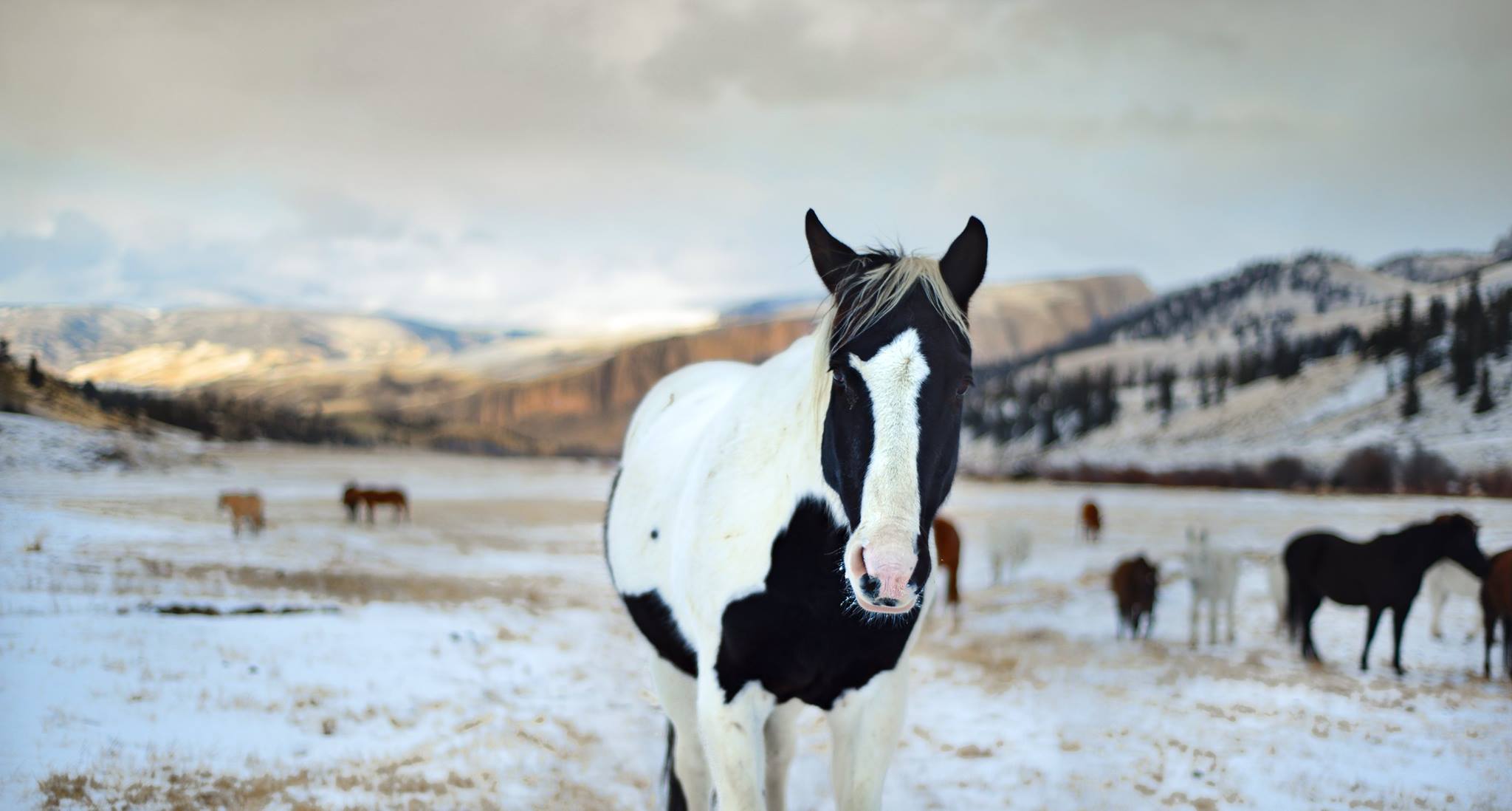 Triple Creek Ranch, Darby, MT