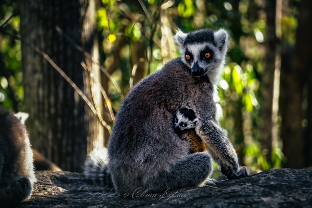 Coy Ringtail Lemur baby with mom looking sideways
