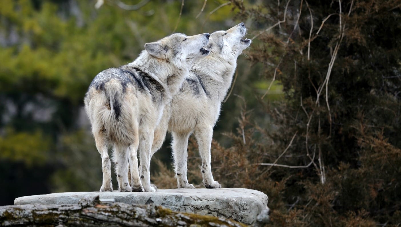 The Wolves That Taught Me to Be Wild