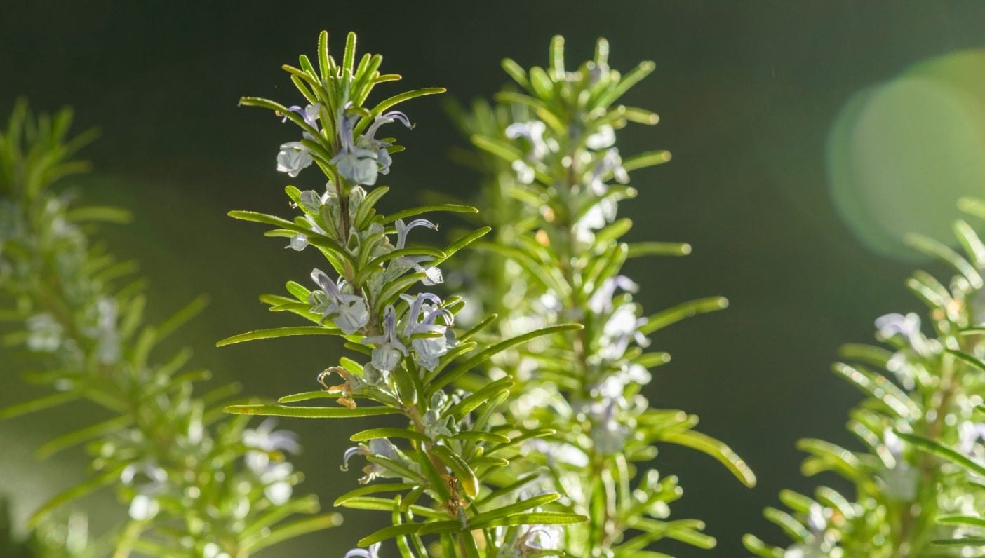 Practical Magic Rosemary—The Great Nervous System Healer Wanderlust