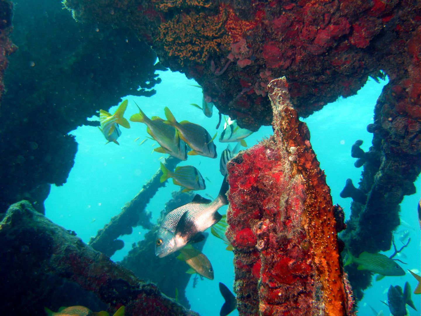 The Best Wreckreational Dives Near Miami Beach, FL