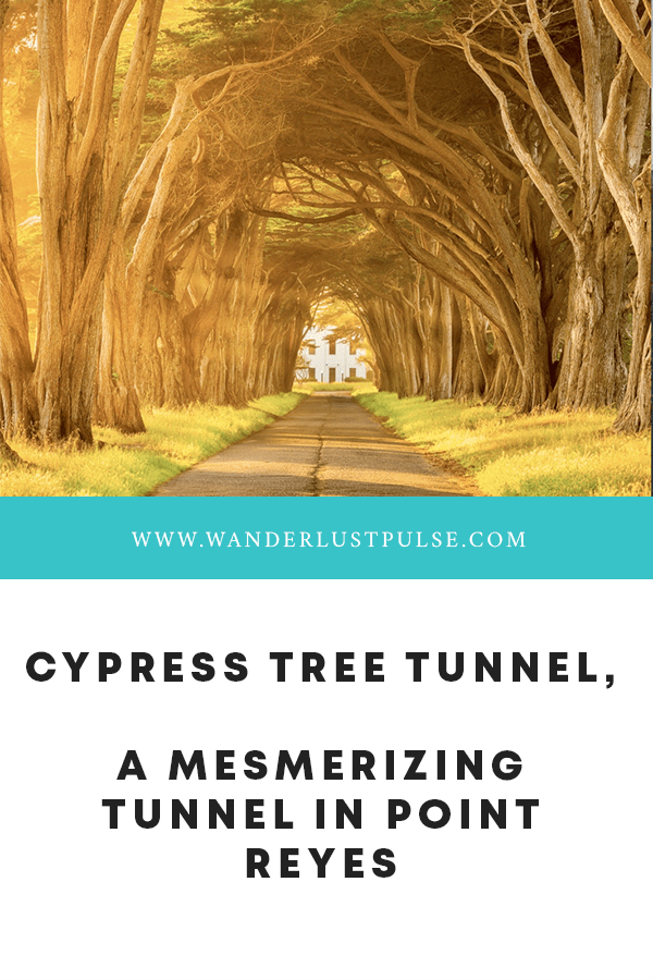 Cypress Tree Tunnel, a mesmerizing tunnel in Point Reyes Wanderlust Pulse