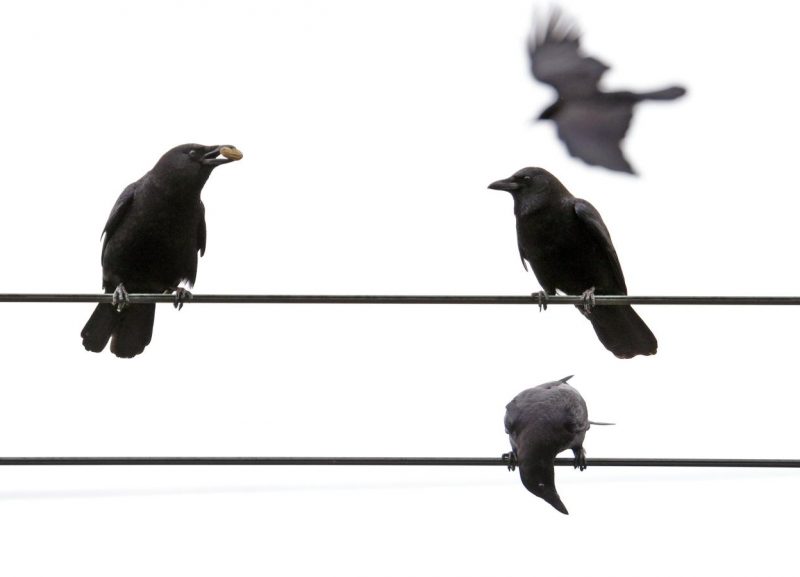 Will Anyone Respond? A Lesson From The Crows Wanderman in the Wilderness