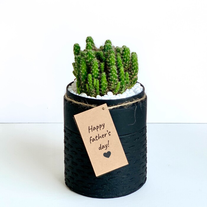 Buy Indoor Cactus Mini Fairy Castle Cactus Black WANDER POT UAE