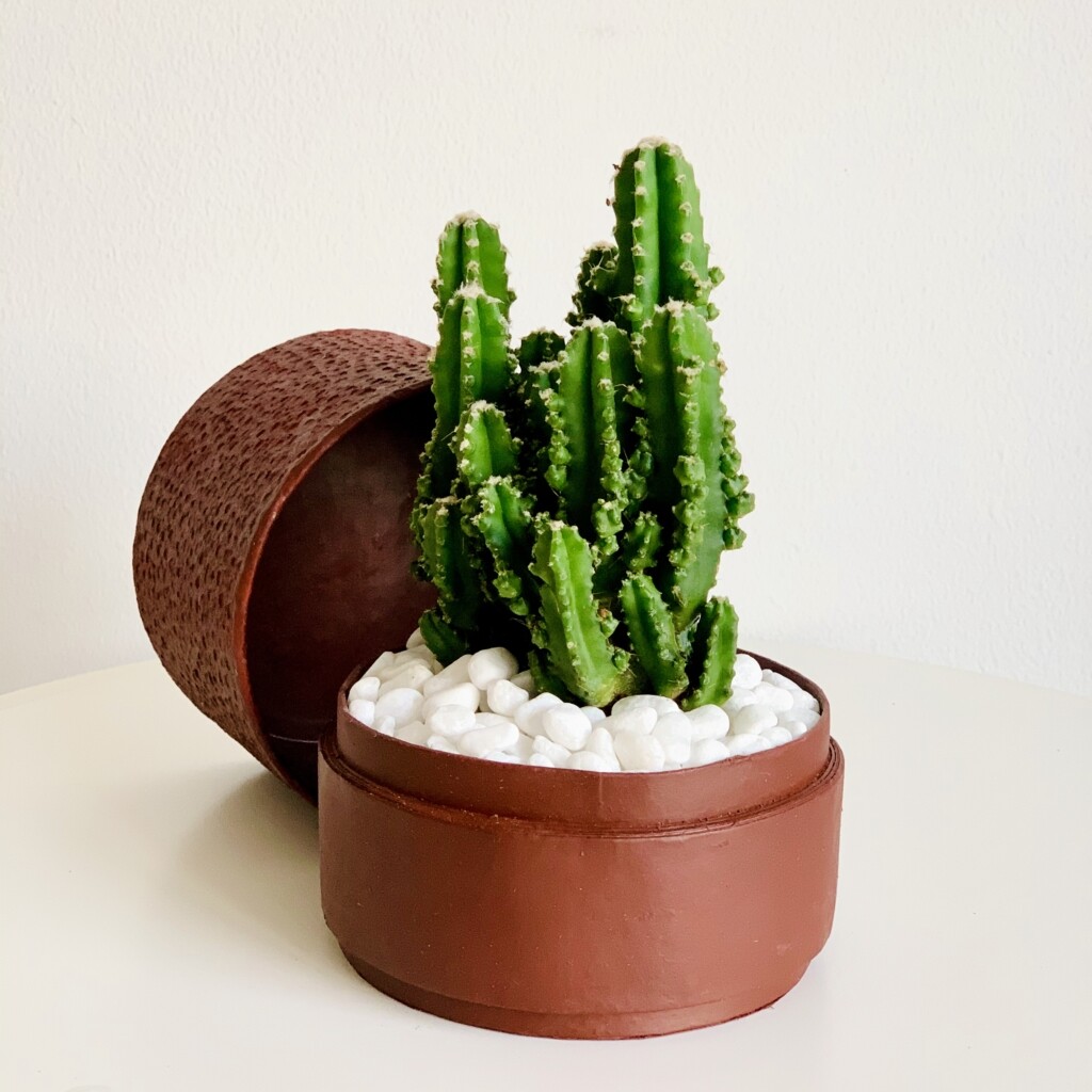 Buy Fairy Castle Cactus Mini Cactus Red WANDER POT UAE