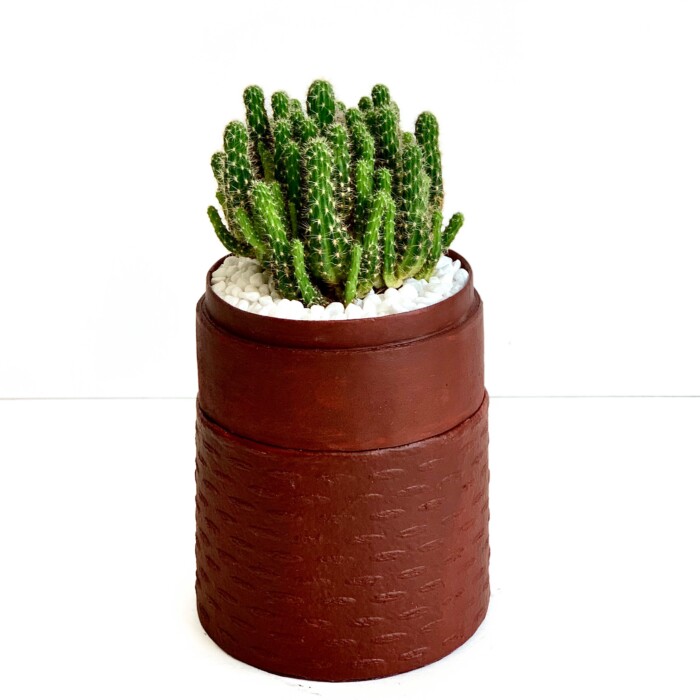 Buy Fairy Castle Cactus Mini Cactus Red WANDER POT UAE