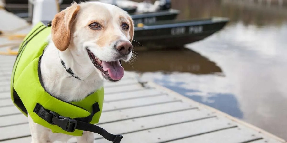 Dogs and Boats 5 Safety Tips When Sailing With Your Dog on Wand'rly