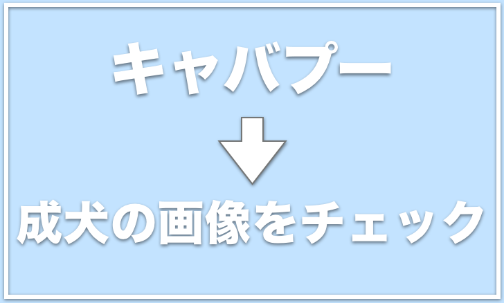キャバプーの成犬の画像は 抜け毛は少ない 価格や体重も調査 愛犬と満喫ライフ 犬が飼い主を大好きに 子犬のしつけの悩みも解決して正しいドッグフードの選び方も紹介