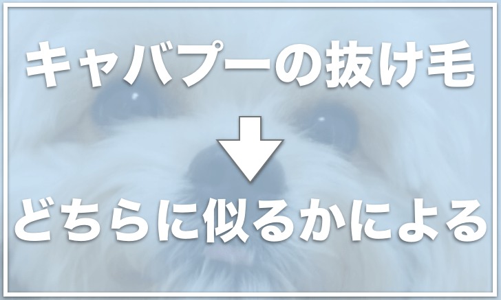 キャバプーの成犬の画像は 抜け毛は少ない 価格や体重も調査 愛犬と満喫ライフ 犬が飼い主を大好きに 子犬のしつけの悩みも解決して正しいドッグフードの選び方も紹介