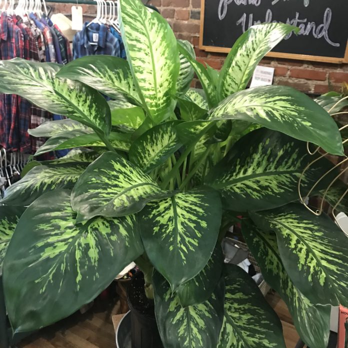 Top 3 Porch Plants for Spring! Wannado Nashville