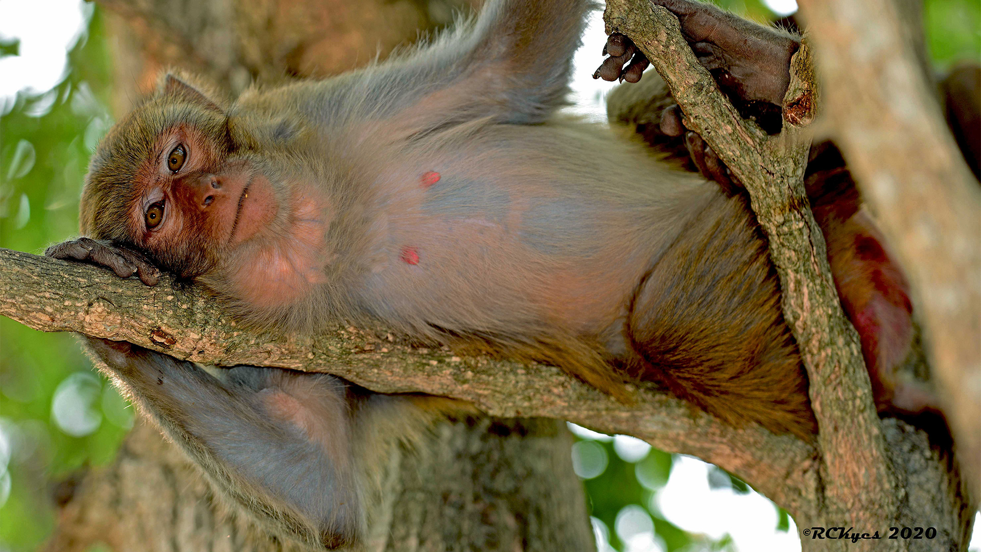 About the Center Washington National Primate Research Center