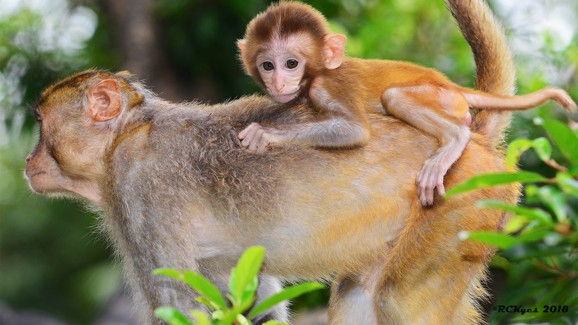 About the Center Washington National Primate Research Center