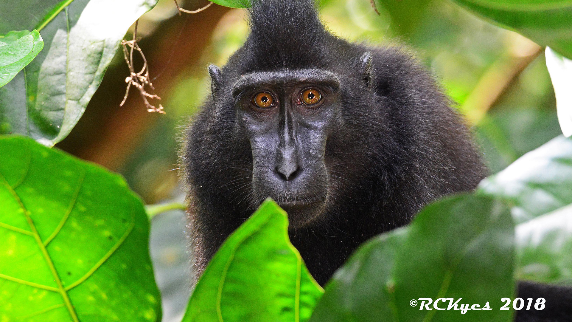 About the Center Washington National Primate Research Center