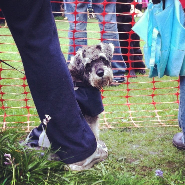 Wanstead dogs Wansteadium