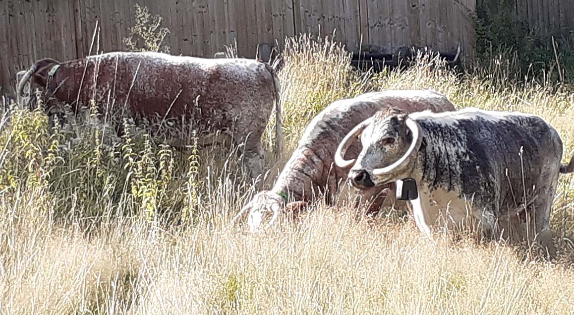 The cows are back The Friends of Wanstead Parklands
