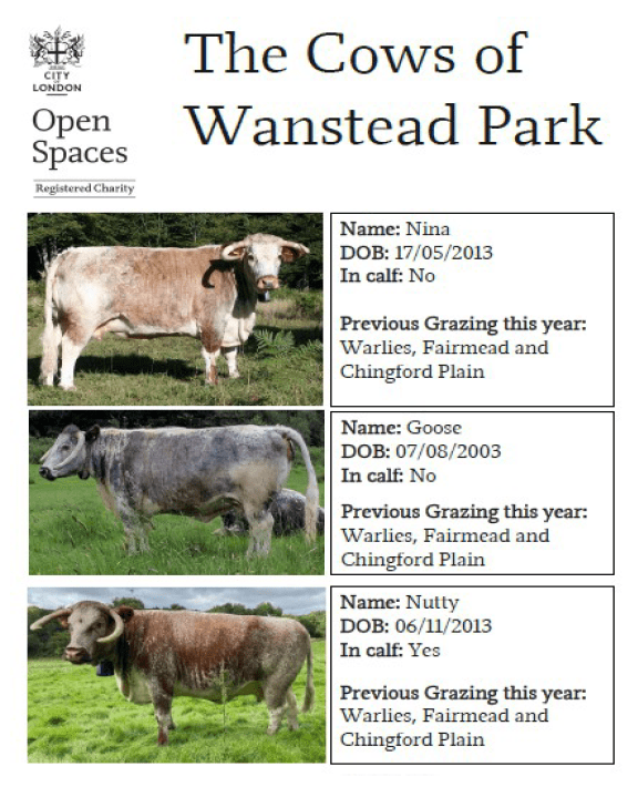 The cows are back The Friends of Wanstead Parklands