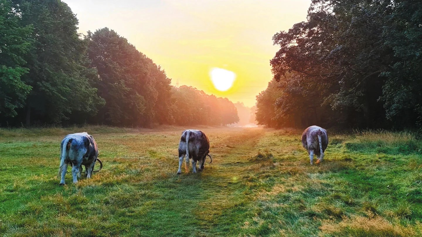 Cows set to remain in Wanstead Park this month following wet summer