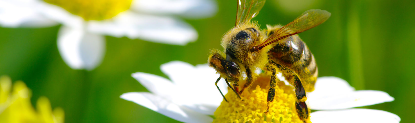 The 1000 Muffin Bake Off Fest WAP Arts