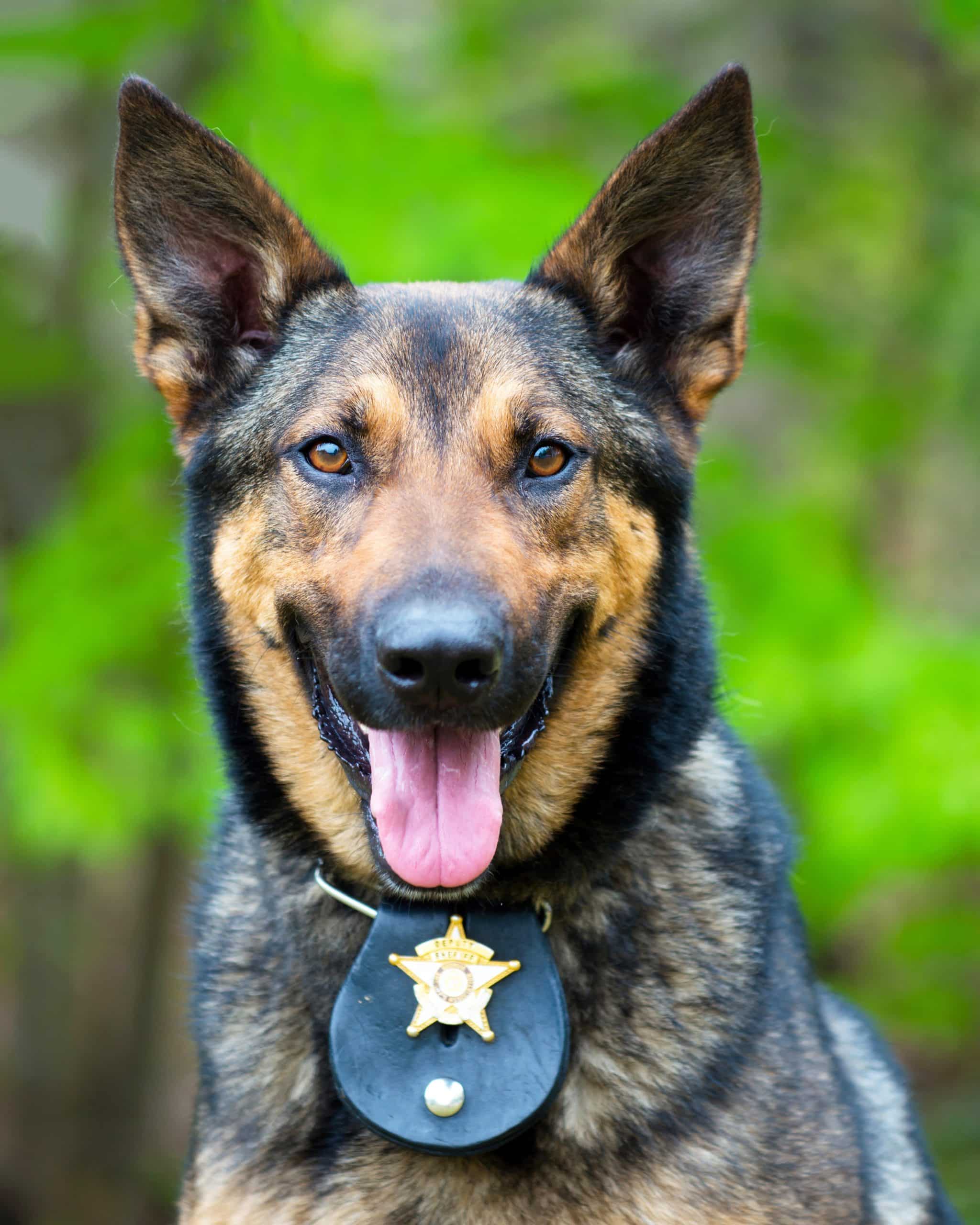 How to Keep Police Dogs in K9 Units Ready for the Field Wapiti Labs Inc