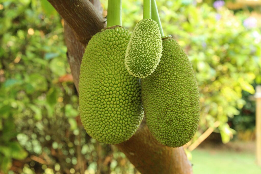 Top Health Benefits of Jackfruit that you must know Wapomu Health & Wellness