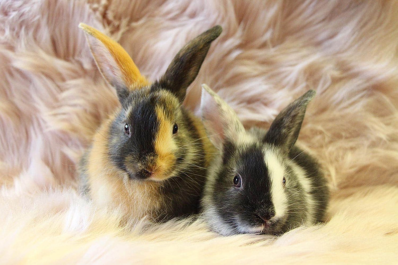 West Australian Rabbit Council Inc Breed Information