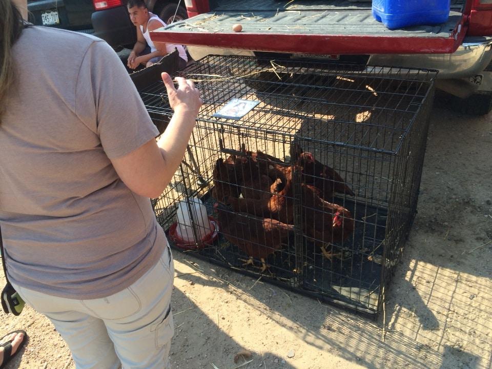 Chicken Swap Wardle Feed & Pet Supply